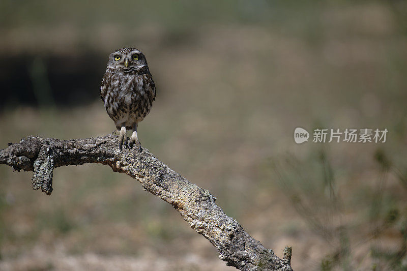 小猫头鹰(Athene noctua)